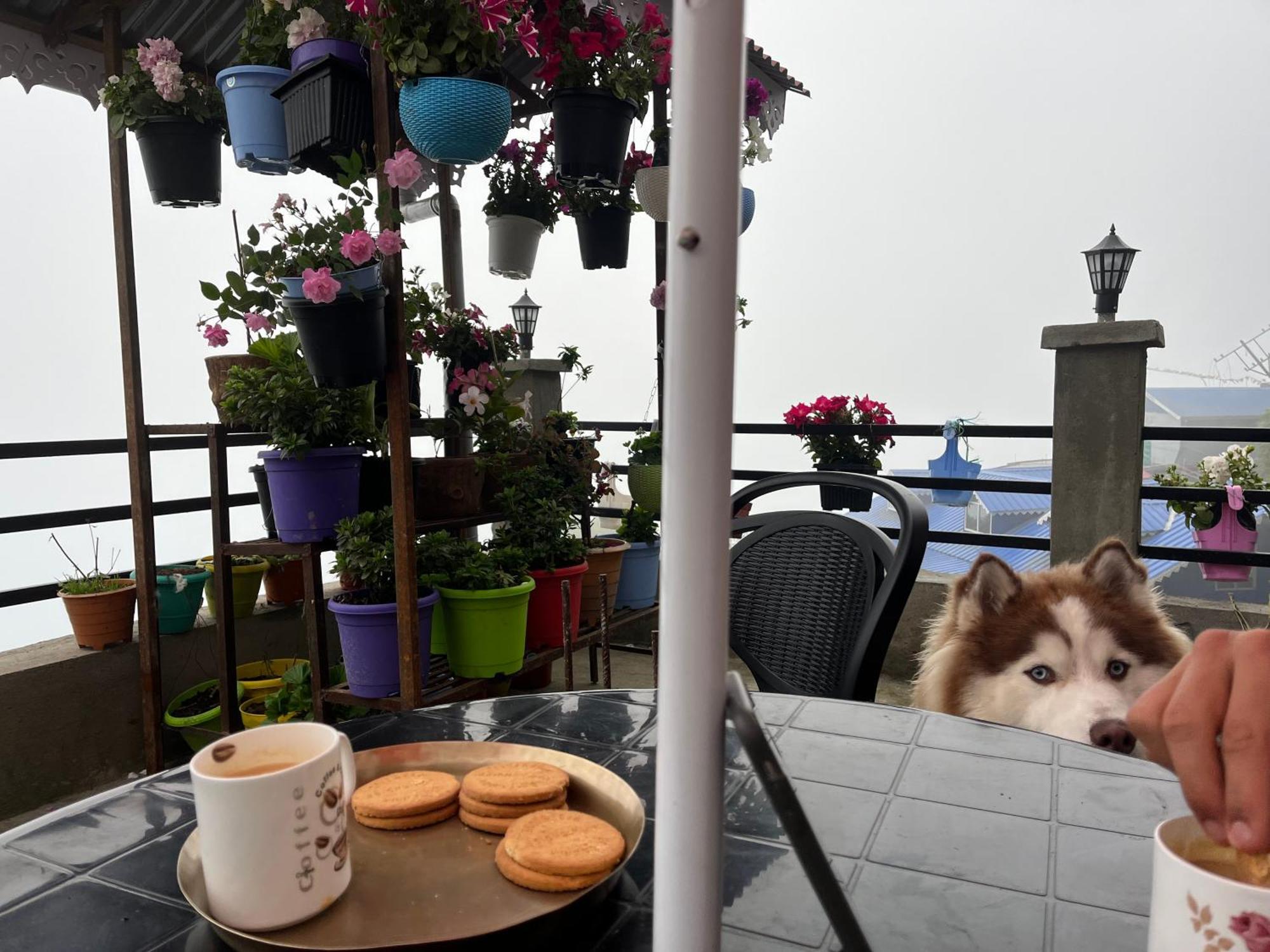Shalom Inn Home Stay Дарджилинг Экстерьер фото
